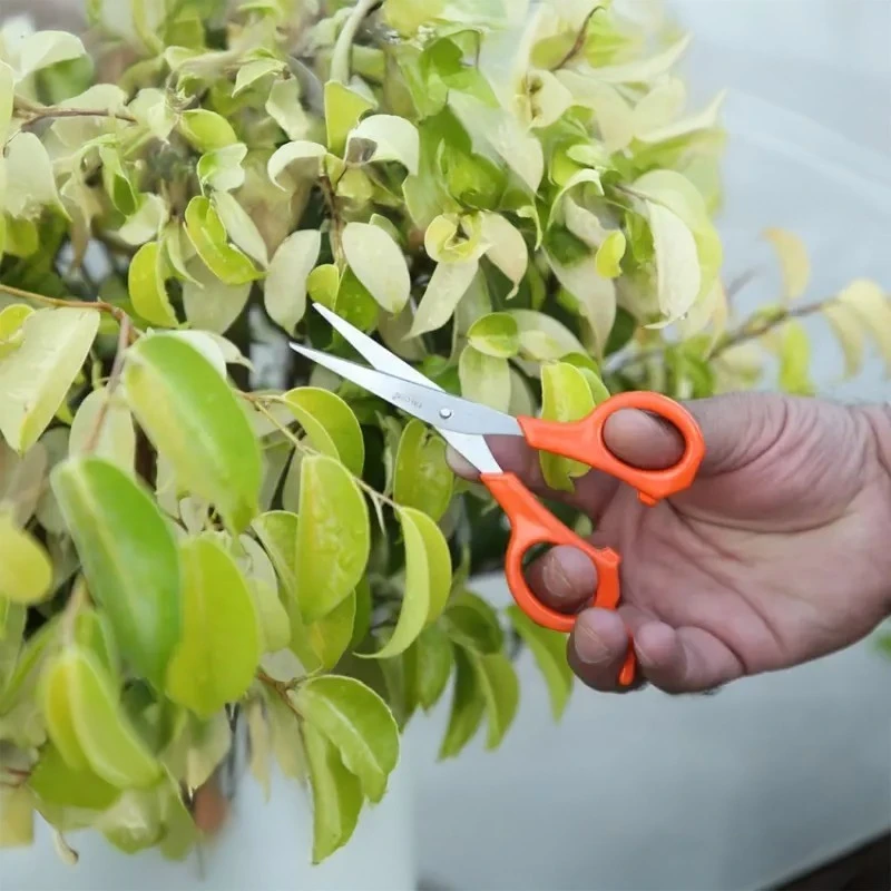  Falcon Tough Handy Grape Thinning Shear FTS-606 image-4