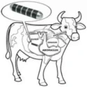 Shwarya 3D Cow Magnet
