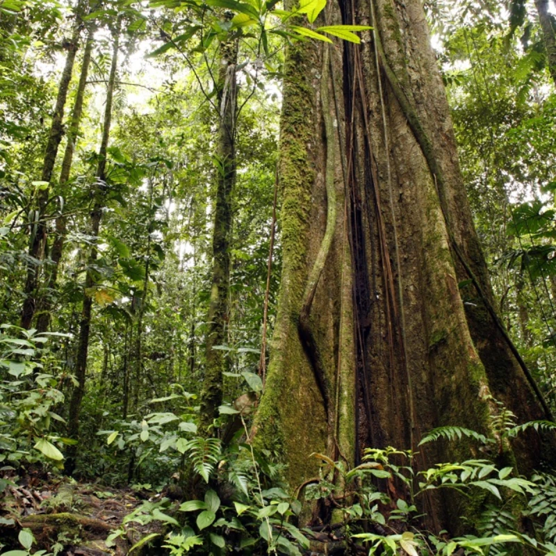 Project Forest and Wildlife Clearance Service India