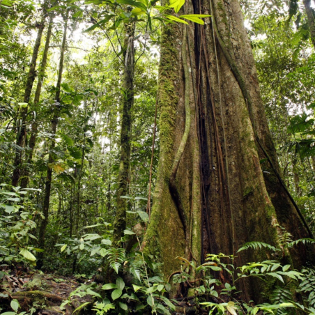 Project Forest and Wildlife Clearance Service India