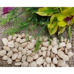 white-tamarind-seeds-pack-of-2-22581-2