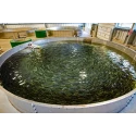 recirculating-aquaculture-system-capacity-10000-liter-34983