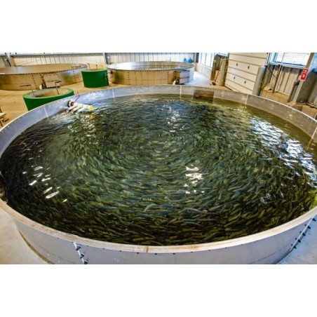 recirculating-aquaculture-system-capacity-10000-liter-34983