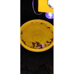 solar-insect-light-trap-1