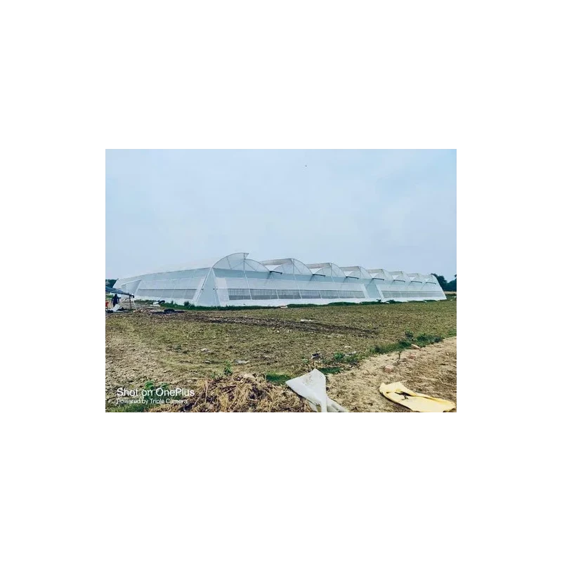  abf-naturally-ventilated-greenhouse-46925-2