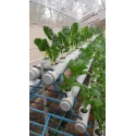 abf-hydroponics-poly-house-46938