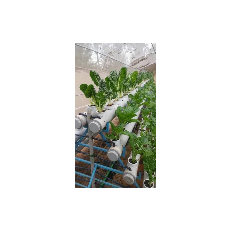 abf-hydroponics-poly-house-46938