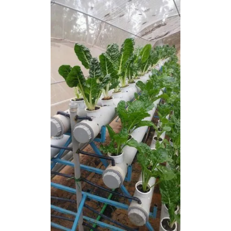 abf-hydroponics-poly-house-46938