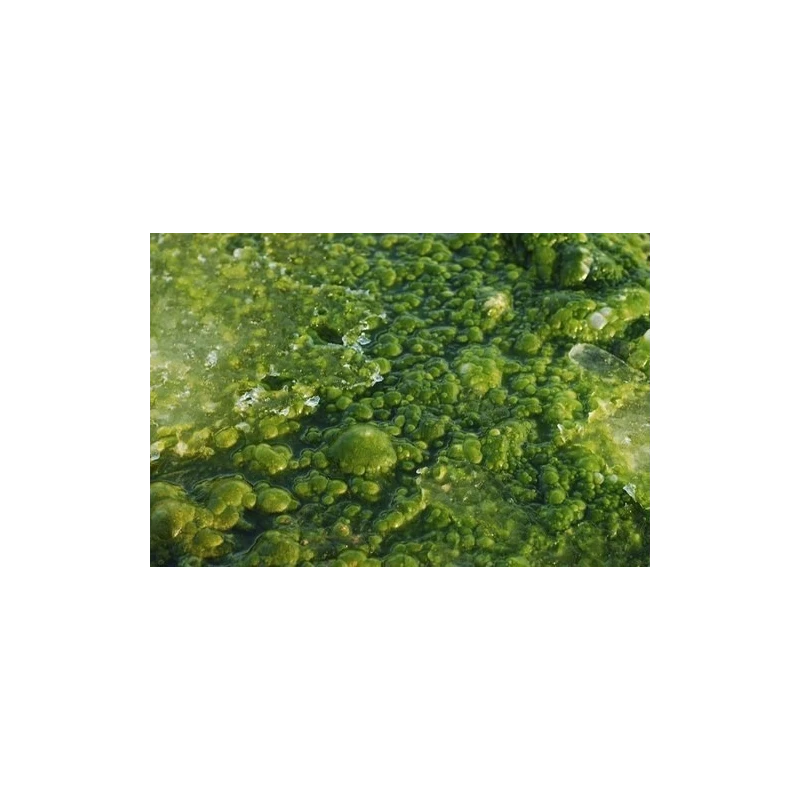 bio-dispersant-10034