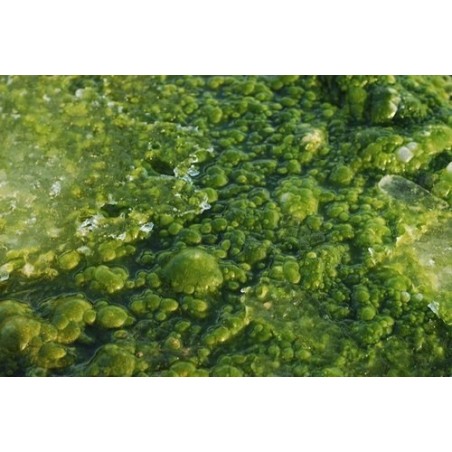 bio-dispersant-10034