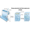 Buy Research Polyacrylamide Gel Disc Electrophoresis App for lab