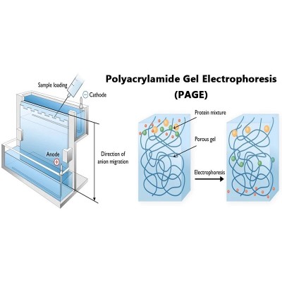 Buy Research Polyacrylamide Gel Disc Electrophoresis App for lab