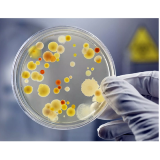 bacteria-culture-10207