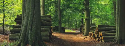 EXPLORE FORESTRY & LANDSCAPING SERVICES