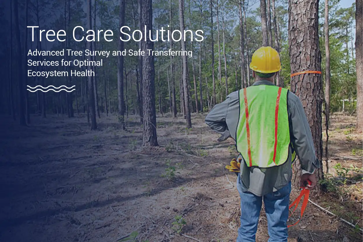 Tree survey & Transferring Service